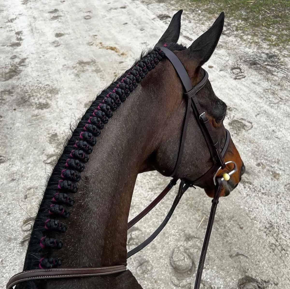 Braided Horse Mane