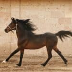 Brown Horse Dream