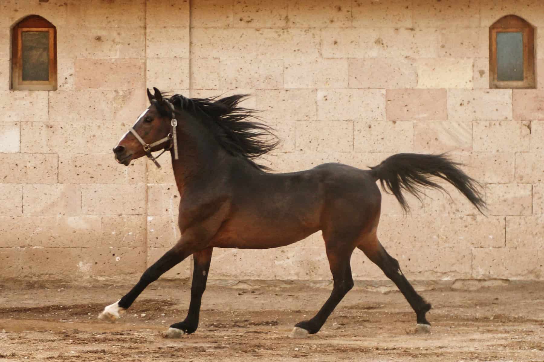 Brown Horse Dream