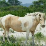 Chincoteague pony