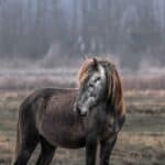 Dead or Dying Horse dream