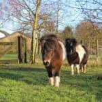 Difference Between a Pony and a Miniature Horse