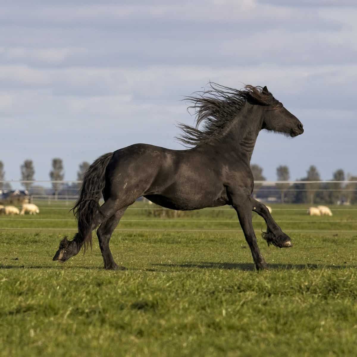 Friesian Horse Mane