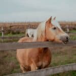 Grooming Haflinger Horses