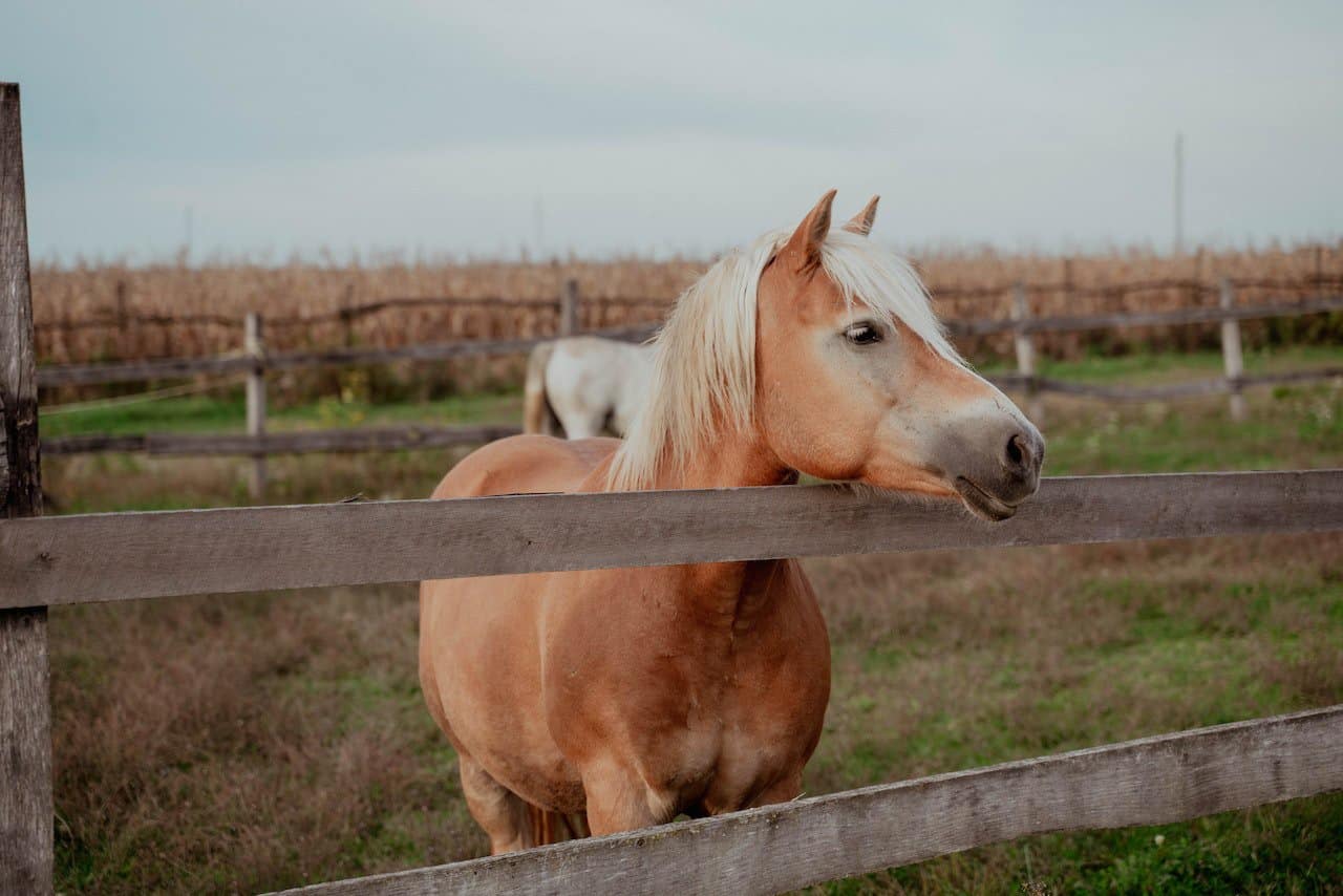 Grooming Haflinger Horses