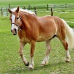 Haflinger Horse Problems