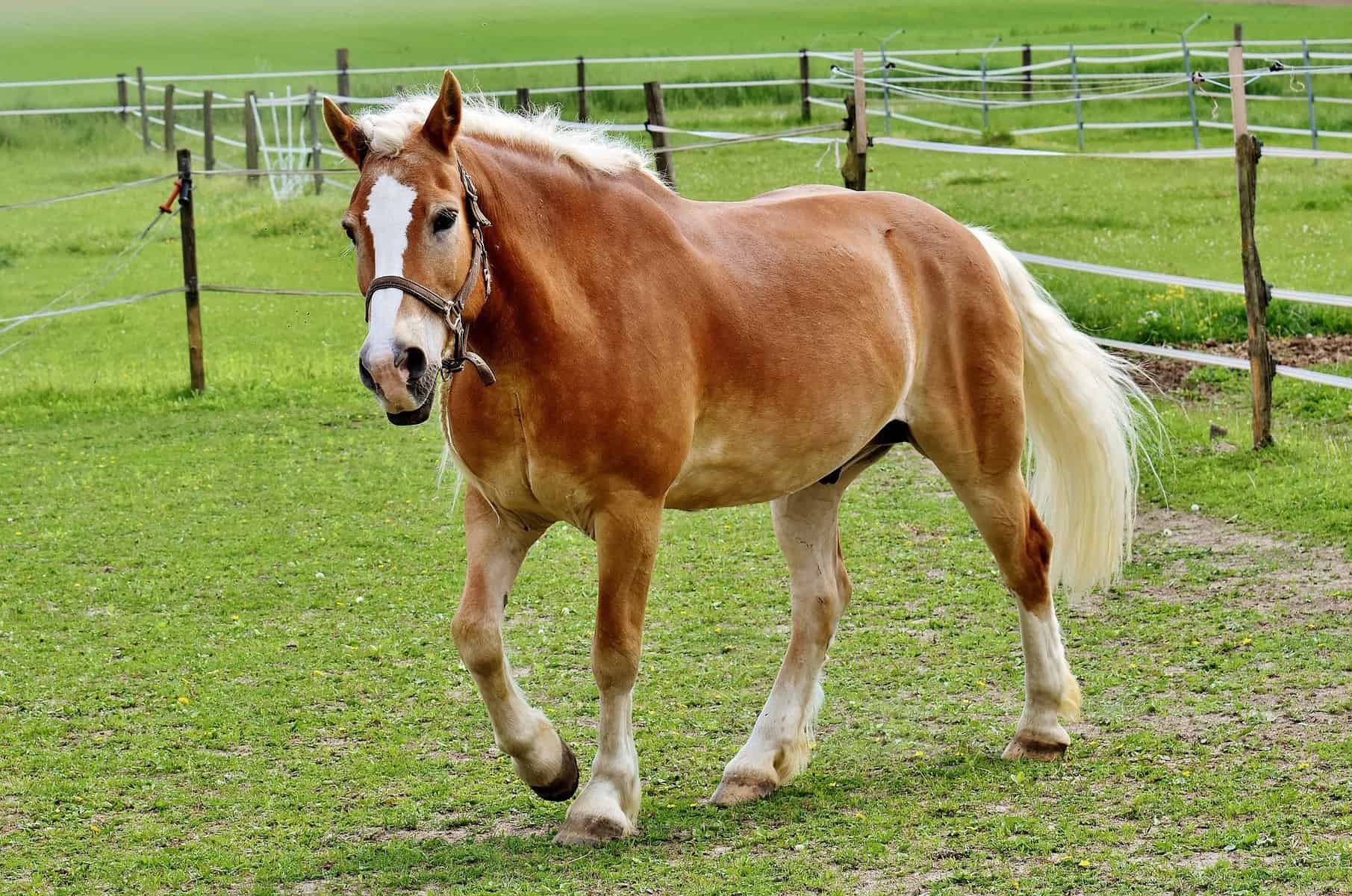 Haflinger Horse Problems