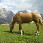 Haflinger Horse Uses