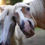 Haflinger Horse behavior