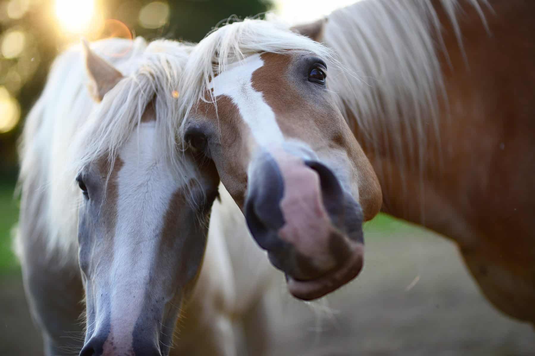 Haflinger Horse behavior