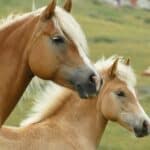 Haflinger Horses Appearance