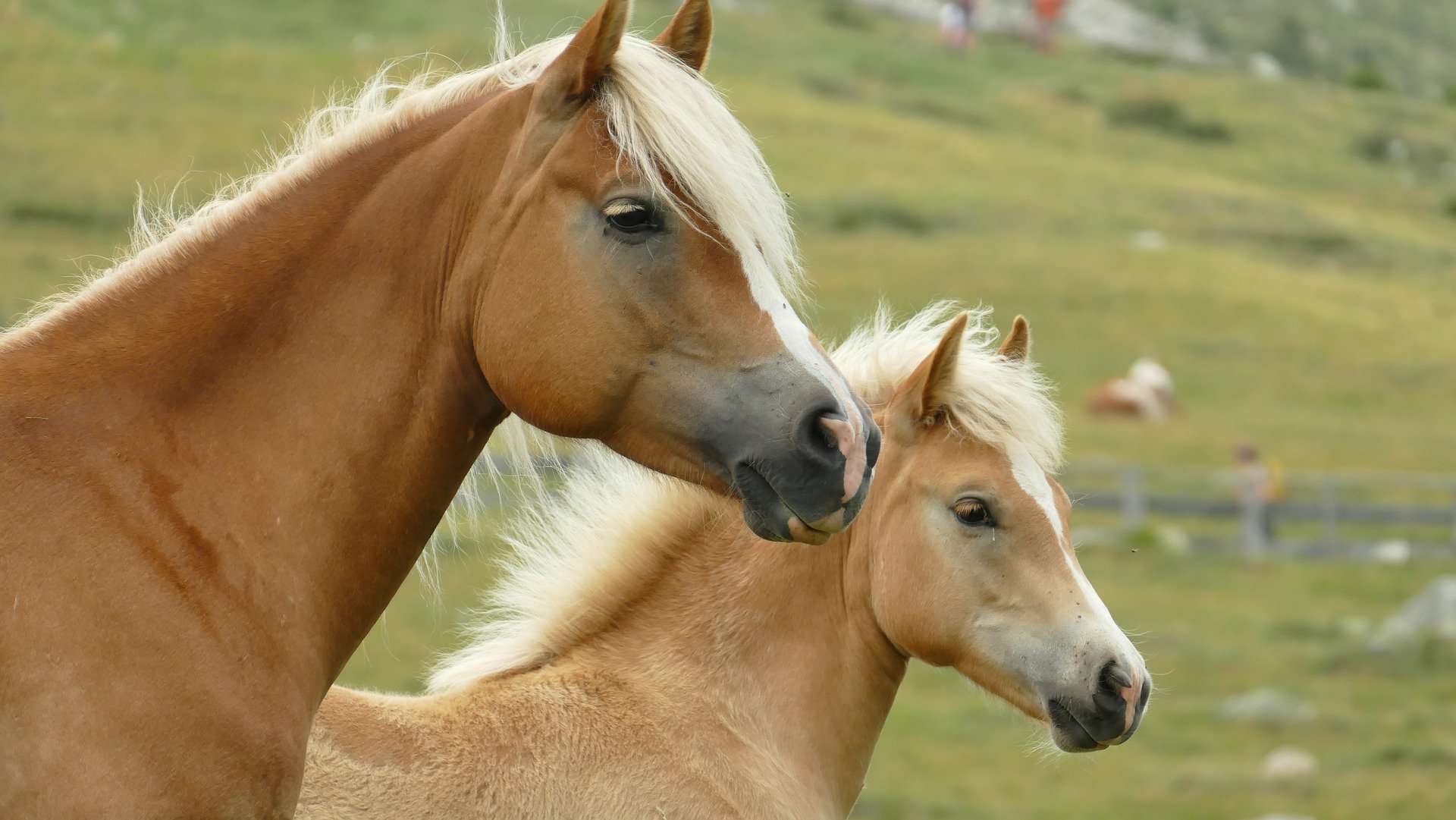 Haflinger Horses Appearance