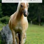Haflinger Horses Pin