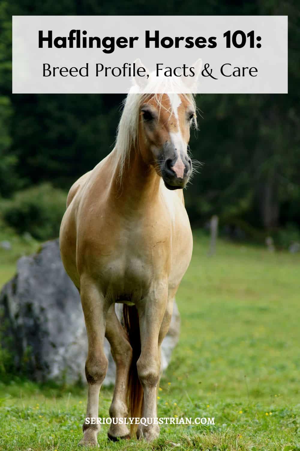 Haflinger Horses Pin