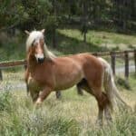 Haflinger Stallion