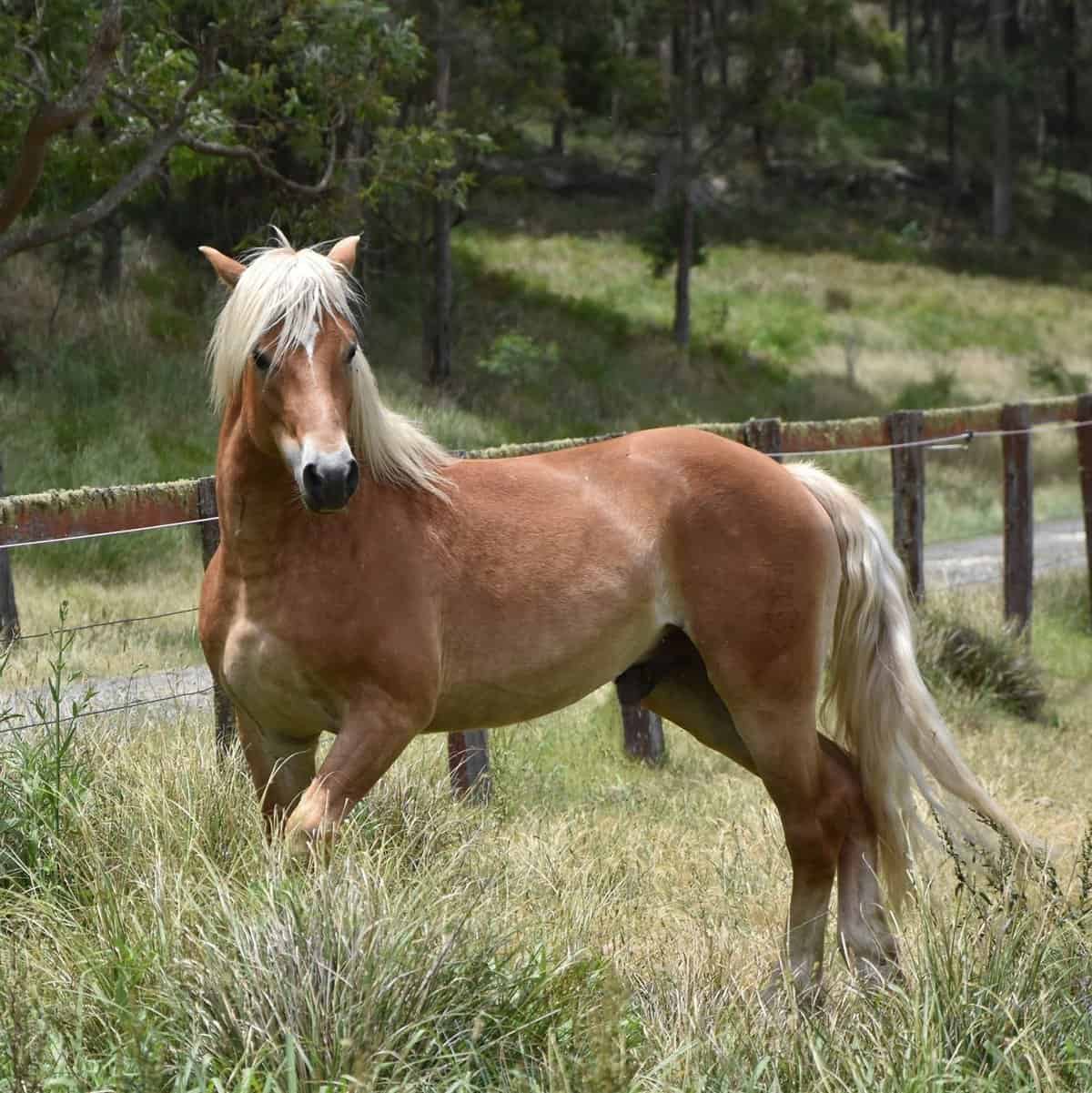 Haflinger Stallion