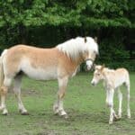 Haflinger Stute