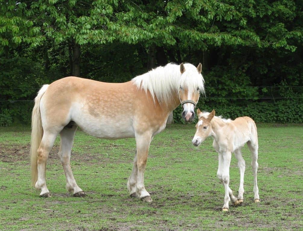 Haflinger Stute