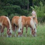 Haflinger horses