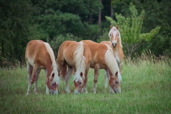 Haflinger horses