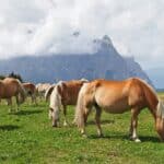 Haflinger horses in the mountains