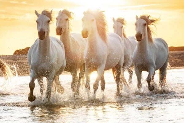 Horse Dreams and Their Interpretations