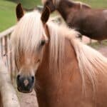 Horse Forelock