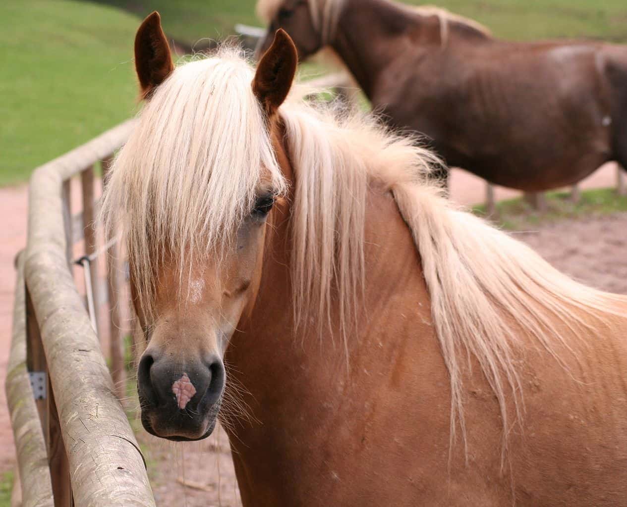 Horse Forelock