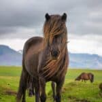Horse Manes