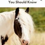 Horse Manes pin