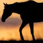 horse at sunset with beautiful hot colors