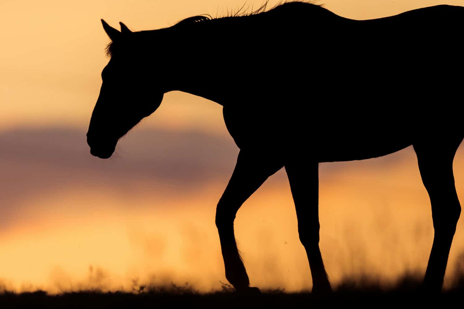 horse at sunset with beautiful hot colors