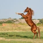 Horses as Symbols of Freedom and Independence