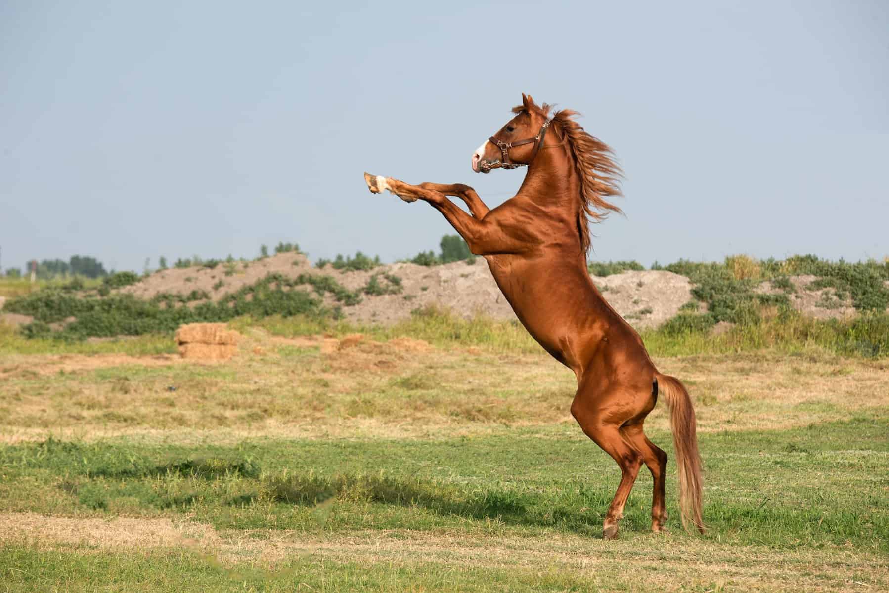 Horses as Symbols of Freedom and Independence