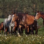 Horses as Symbols of Fun and Play