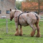 Horses as Symbols of Hard Work and Independence