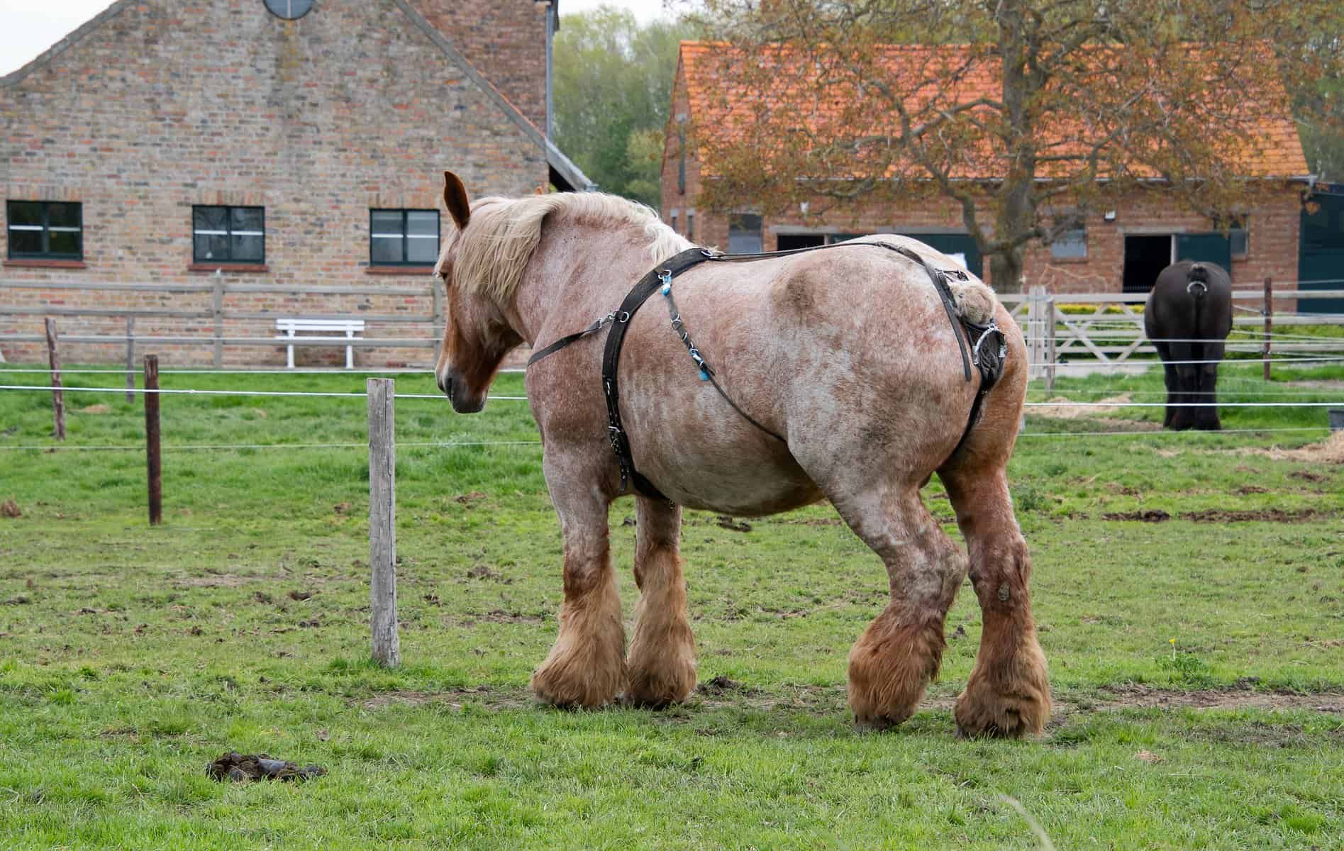 Horses as Symbols of Hard Work and Independence