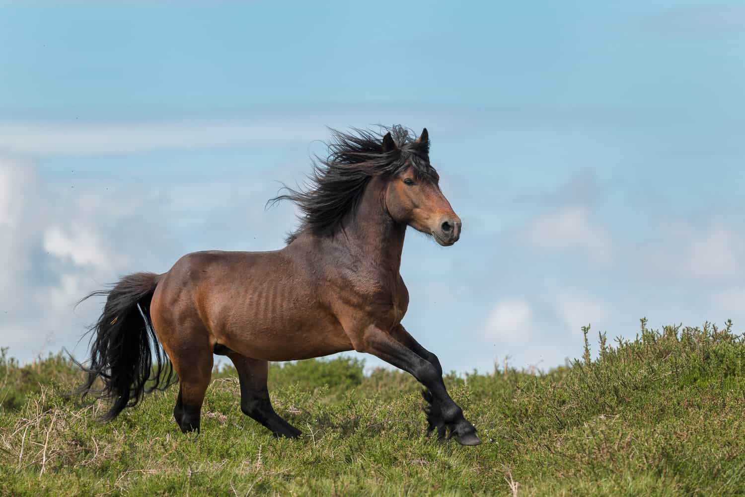 Horses as Symbols of Power, Strength and Health