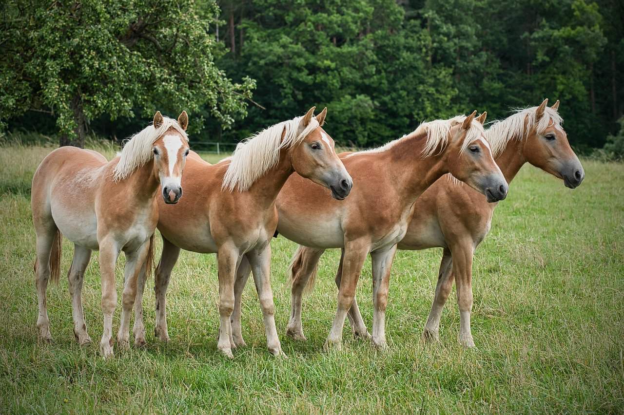 How Much Do Haflinger Horses Cost
