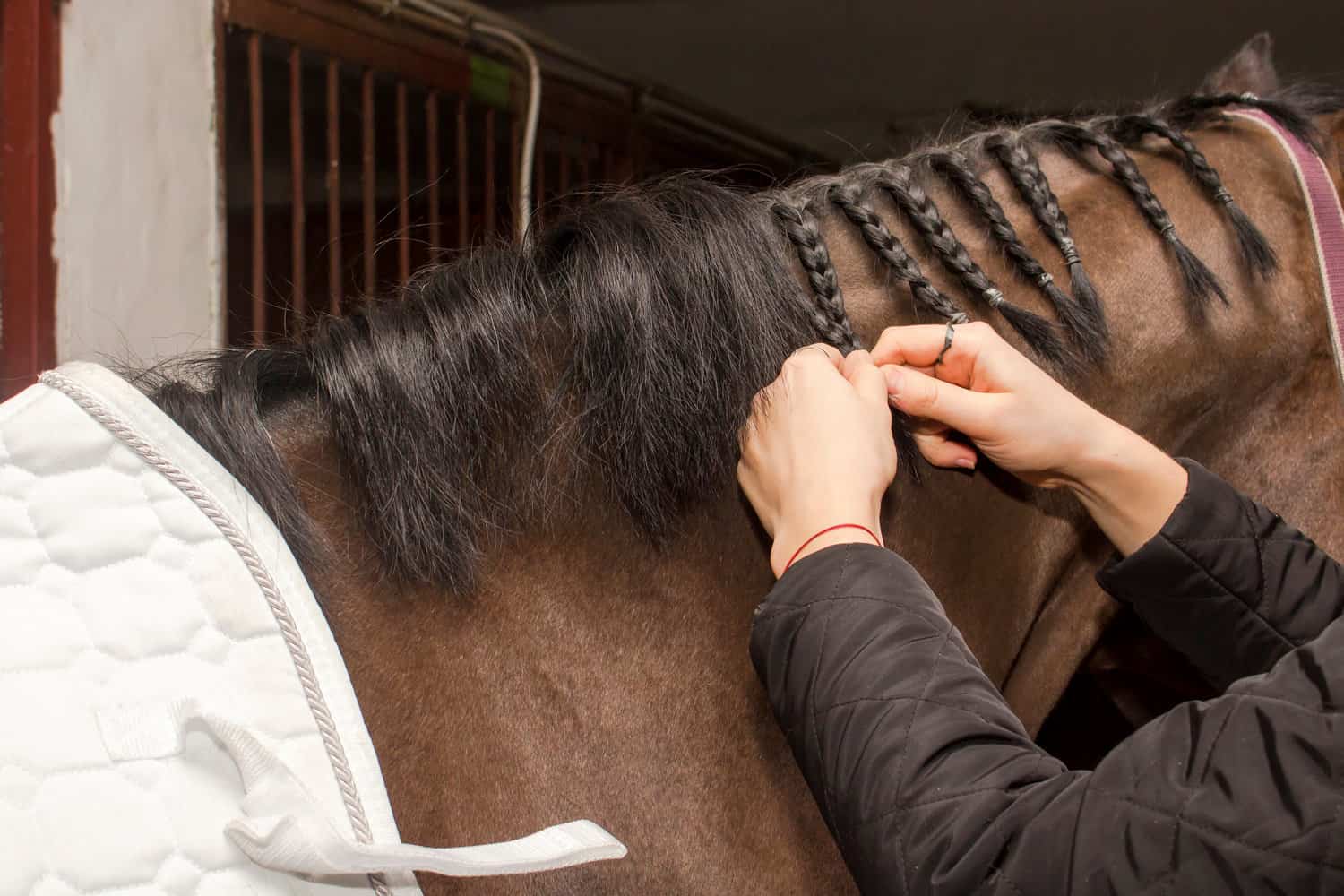 How to Braid a Horse’s Mane
