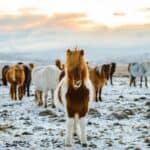 Icelandic Horses