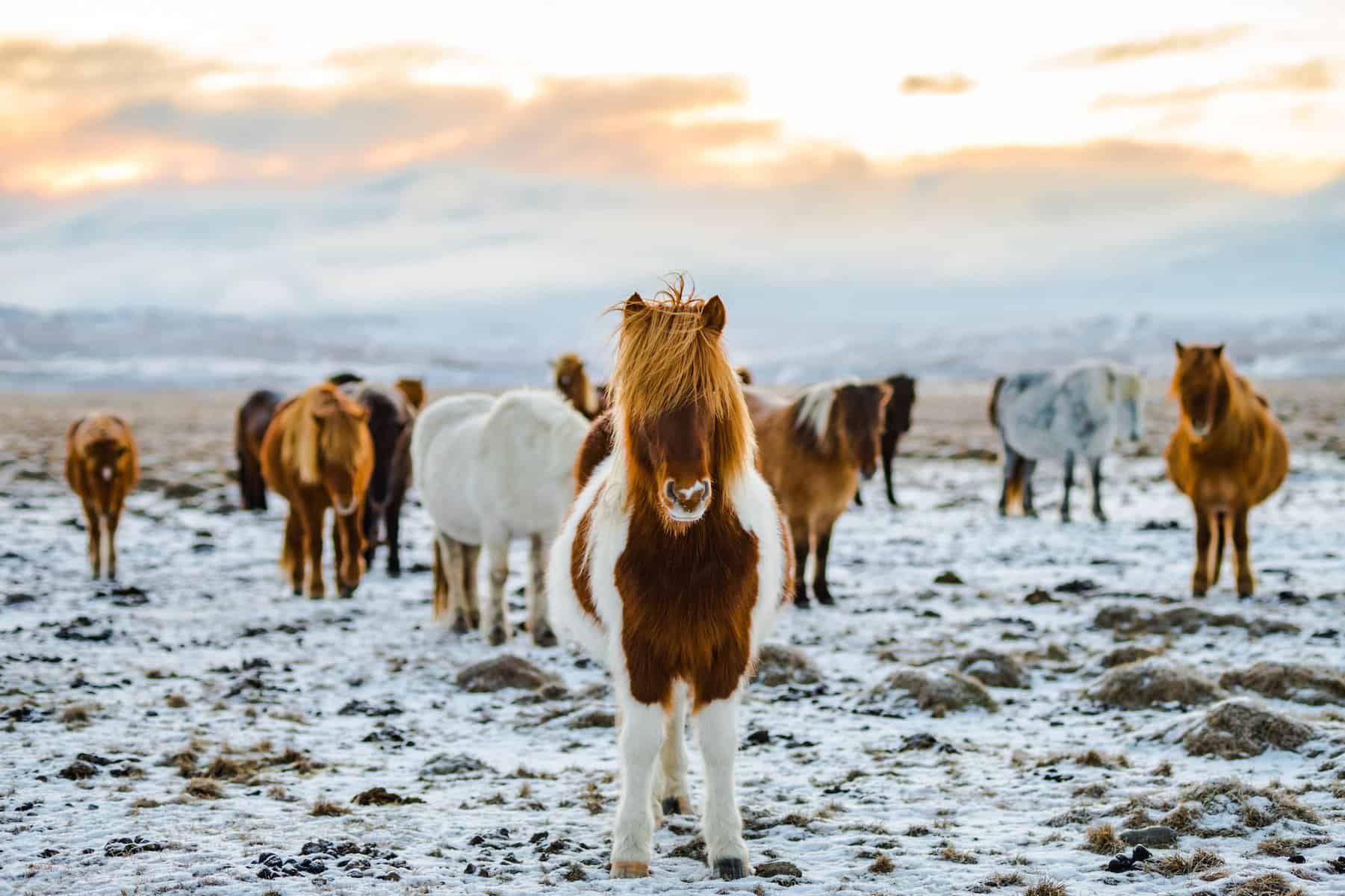 Icelandic Horses