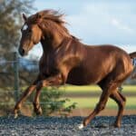Lusitano Horse Mane