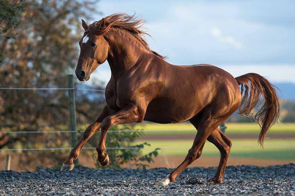 Lusitano Horse Mane
