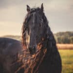 Manes as Aesthetic Style Choices