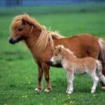 Miniature Horses Size