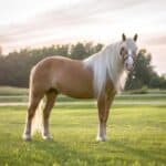 Montey Lane Haflinger