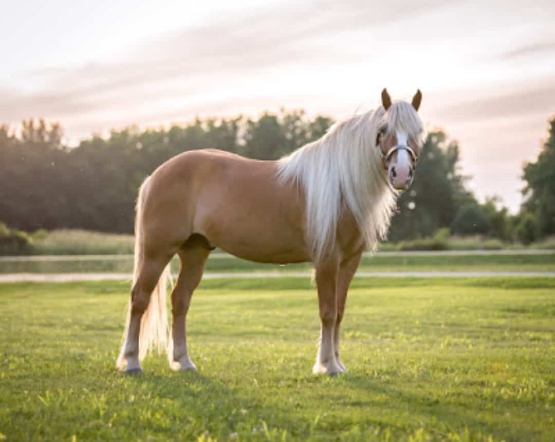 Montey Lane Haflinger