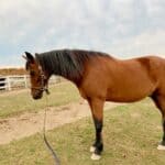 Morgan Horse