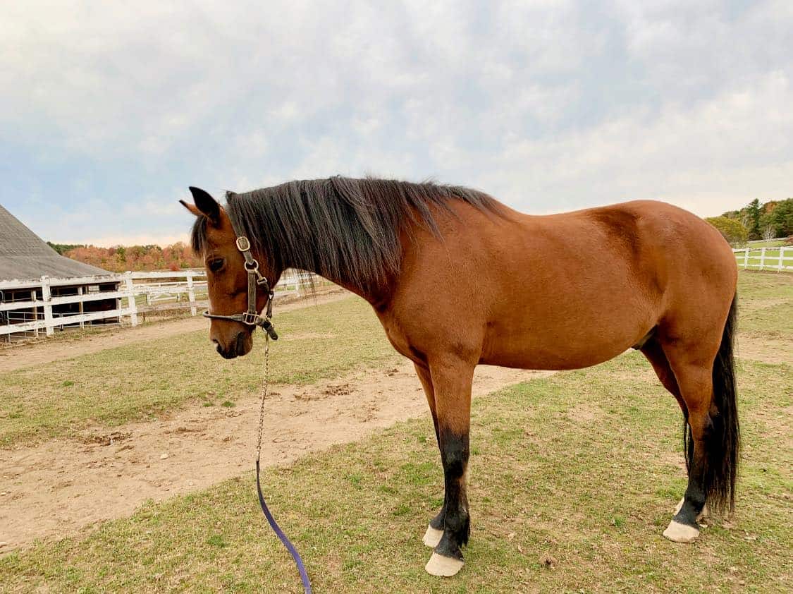 Morgan Horse